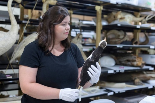 Person wearing gloves examines a preserved bird specimen in a natural history collection.