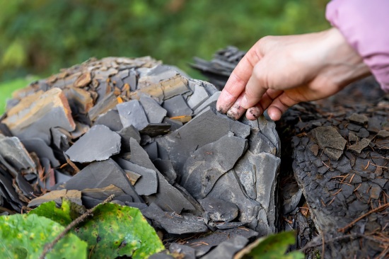 Hand lifting thin layers of dark shale from a rocky outcrop outdoors, showing layered rock texture.