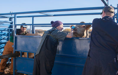 Workers handle a cow inside a blue livestock chute outdoors, with one person reaching in to examine or guide the animal while others assist from the sides.
