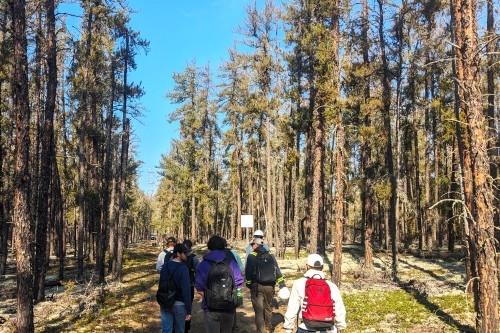 A small group of people wearing backpacks walks along a path through a sunlit forest of tall trees, participating in an outdoor guided walk or field activity in a natural, wooded environment.