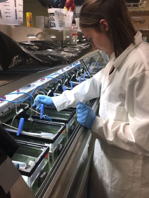 Researcher in lab coat adjusts equipment on rows of tanks with tubing and water samples.