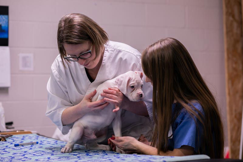 Student and  senior clinician examining puppy